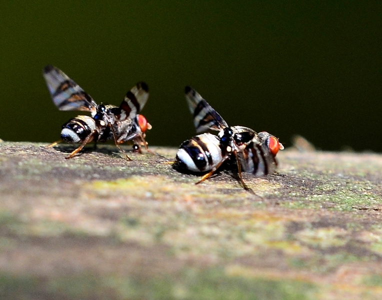 Ulidiidae:  Myennis octopunctata